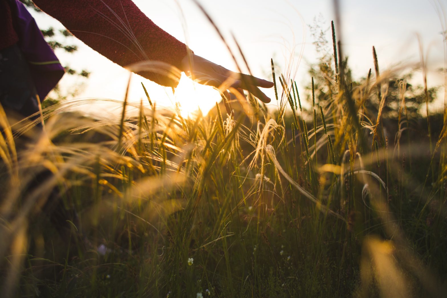 Close-up of a hand moving gently through tall grass at sunset, with warm light filtering through.