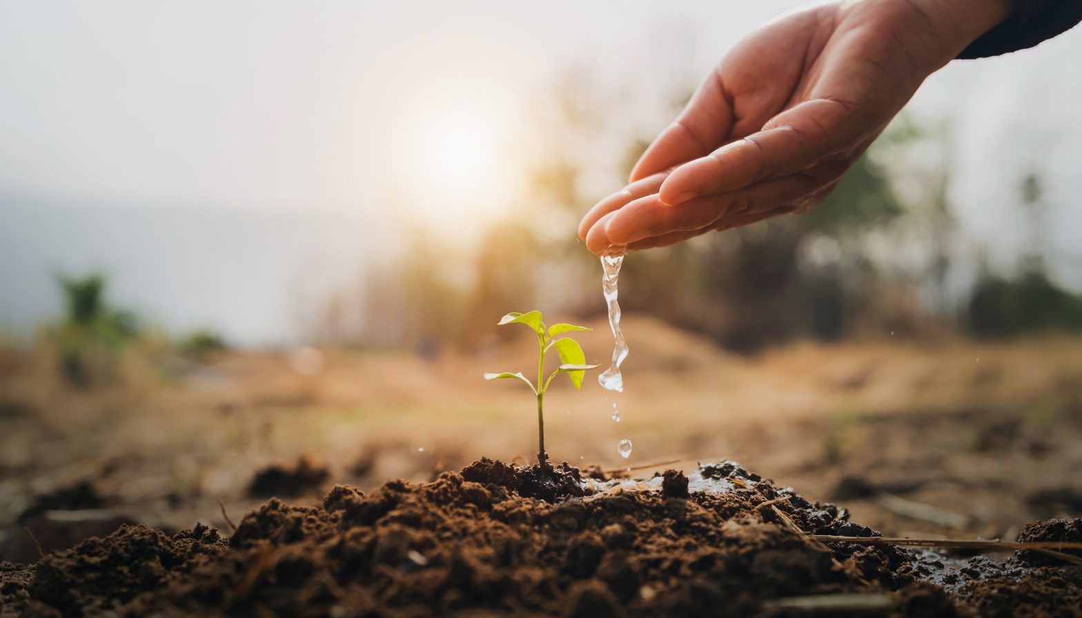 Hand watering a young seedling at sunrise, representing the gradual journey from grounding and stability toward deeper growth and expansion over time.
