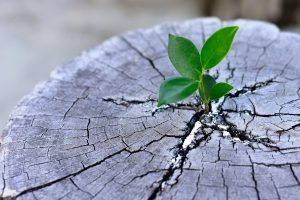 Small green plant growing from a weathered tree stump, representing how small, repeated steps can help change avoidance behavior over time.